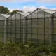 Kweektuin